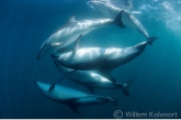 Dusky dolphins ( Lagenorhynchus obscurus ) mating
