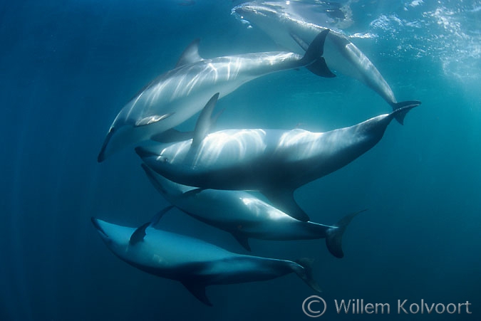 Parende dusky dolfijnen ( Lagenorhynchus obscurus )