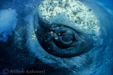 Het oog van een zuidkaper met walvisluizen