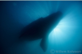 Swimming under a Southern Right Whale ( Eubalaena australis ) 