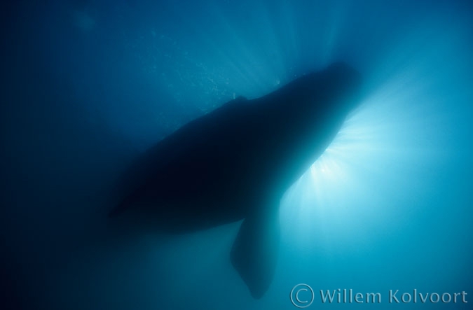 Swimming under a Southern Right Whale ( Eubalaena australis ) 