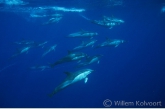 Gewone dolfijnen ( Delphinus delphis )