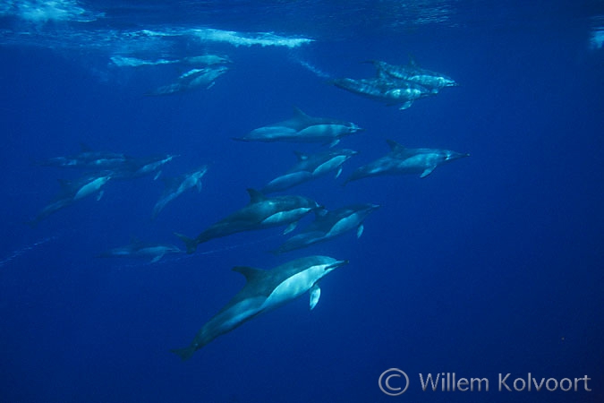 Gewone dolfijnen ( Delphinus delphis )