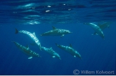Gevlekte dolfijnen ( Stenella frontalis) aan de oppervlakte