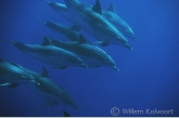 Gevlekte dolfijnen ( Stenella frontalis )