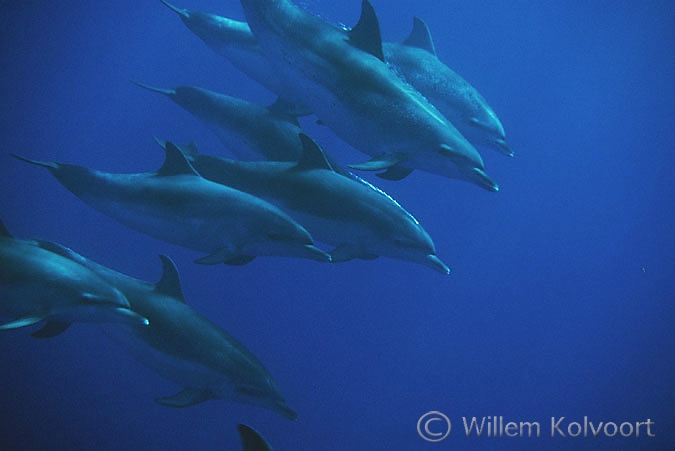 Gevlekte dolfijnen ( Stenella frontalis )