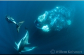 Southern Right Whale  with Dusky Dolphins 