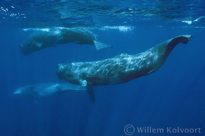 Sperm whales ( Physeter macrocephalus )