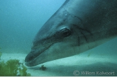 Bottlenose dolphin  Jean Louis ( Tursiops truncatus ) listening