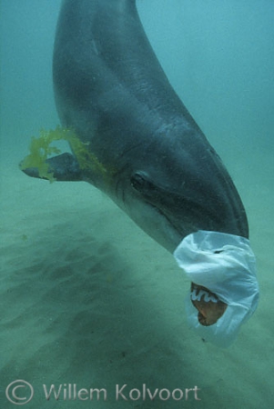 Bottlenose dolphin  Jean Louis ( Tursiops truncatus ) 