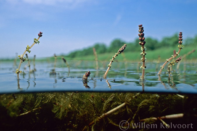 Spiked Water Milfoil ( Myriophyllum spicatum )