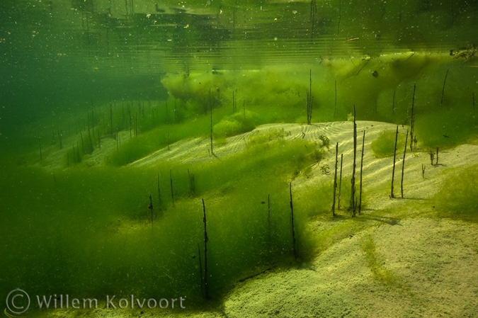 Algae landscape