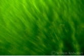 Algae macro