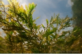 Curly-leaf Pondweed ( Potamogeton crispus )