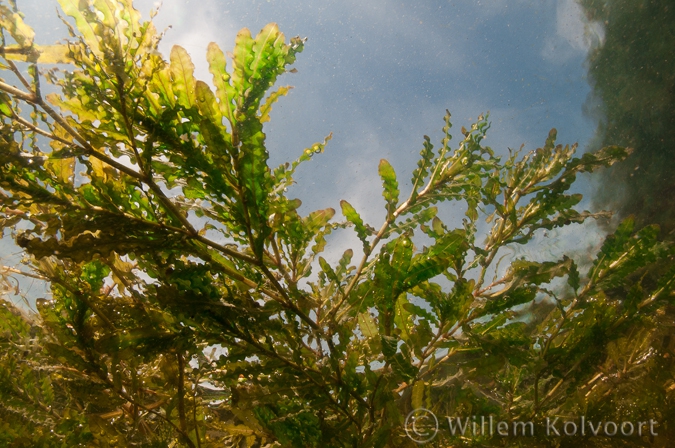 Curly-leaf Pondweed ( Potamogeton crispus )