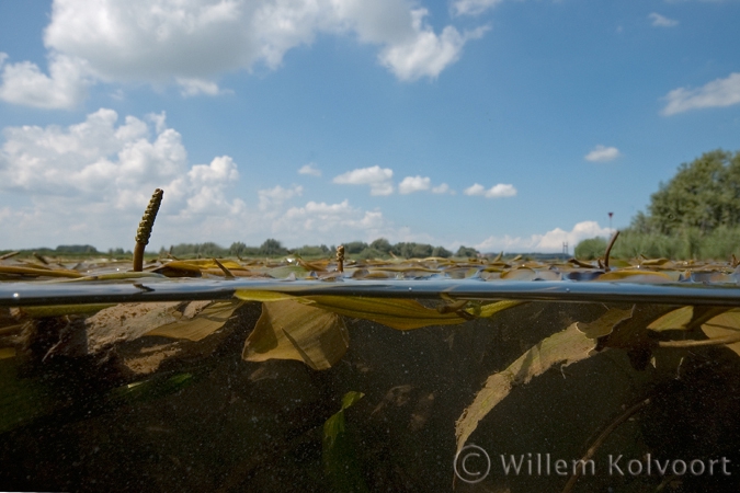 Loddon Pondweed ( Potamogeton nodosus )