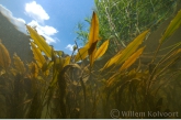 Loddon Pondweed ( Potamogeton nodosus )