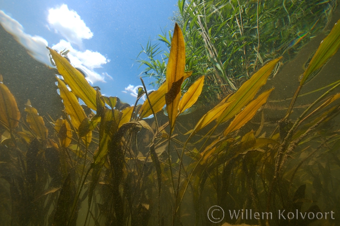 Rivier fonteinkruid ( Potamogeton nodosus ).