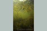 Fennel Pondweed ( Potamogeton pectinatus )