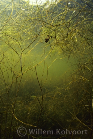 Fennel Pondweed ( Potamogeton pectinatus )