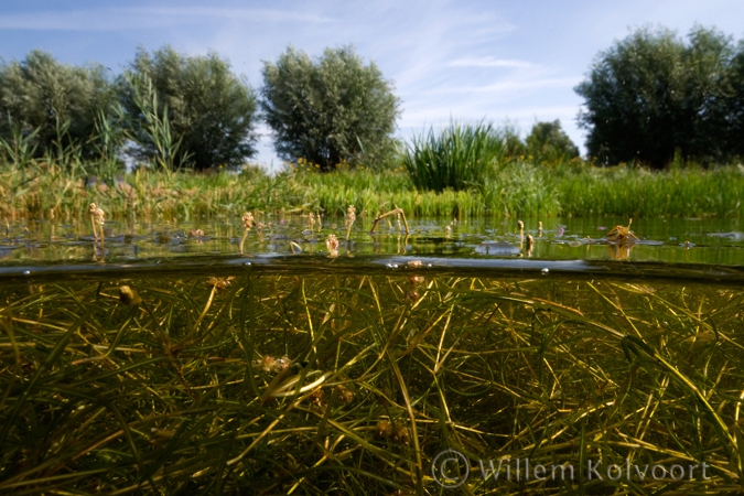 Fennel Pondweed ( Potamogeton pectinatus )