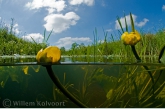 Yellow Water-lily ( Nuphar lutea )
