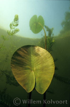 Yellow Water-lily ( Nuphar lutea )