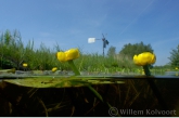 Yellow Waterlily ( Nuphar lutea )