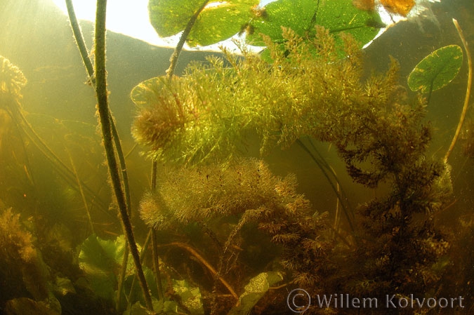 Greater Bladderwort ( Utricularia vulgaris )