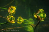 Yellow Water-lily ( Nuphar lutea ) seeds