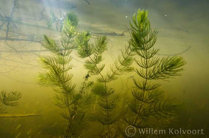 Fijn hoornblad ( Ceratophyllum submersum ).