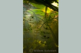 Soft Hornwort ( Ceratophyllum submersum ) met slakjes