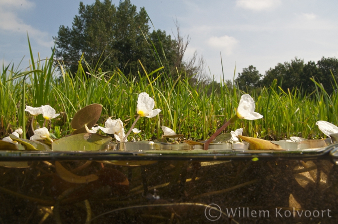 Frogbit ( Hydrocharis morsus-ranae )