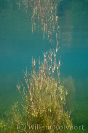 Knolrus ( Juncus bulbosus). 