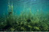 Knolruslandschap  ( Juncus bulbosus) .