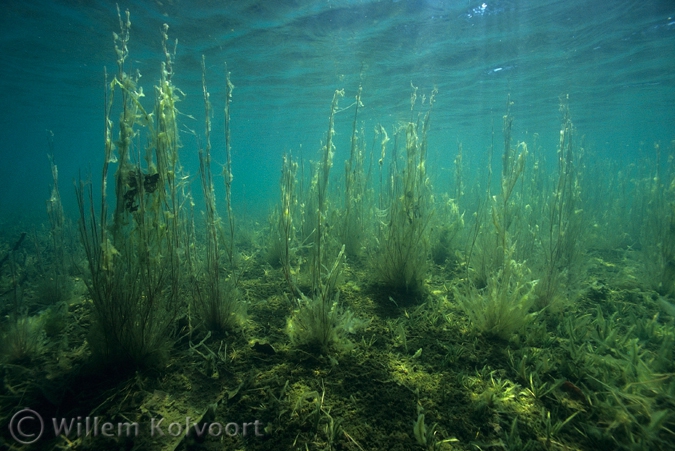 Knolruslandschap  ( Juncus bulbosus) .