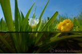 Watersoldier ( Stratiotes aloides ) 