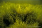 Stonewort