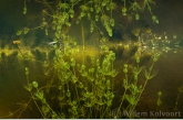 Stonewort