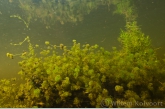 Stonewort ( Nitella hyalina )