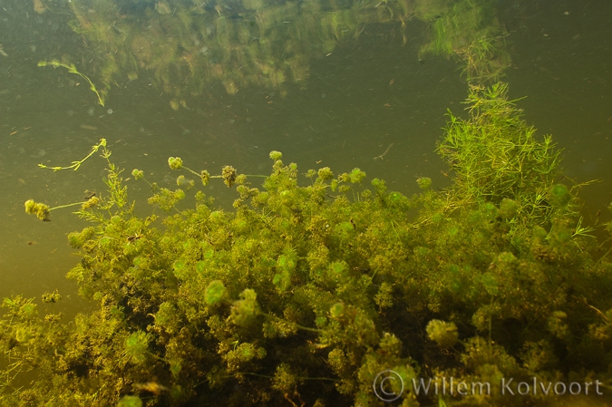 Klein glanswier ( Nitella hyalina ).