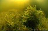 Willow moss ( Fontinalis antipyretica )