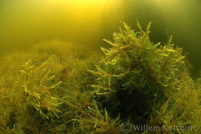 Willow moss ( Fontinalis antipyretica )