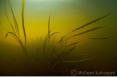 Floating Sweet-grass ( Glyceria fluitans )