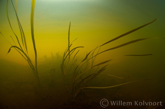 Floating Sweet-grass ( Glyceria fluitans )