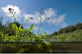 Water Forget-me-not  ( Myosotis scorpioides )