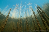 Riet ( Phragmites australis ).