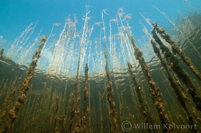 Common Reed ( Phragmites australis )