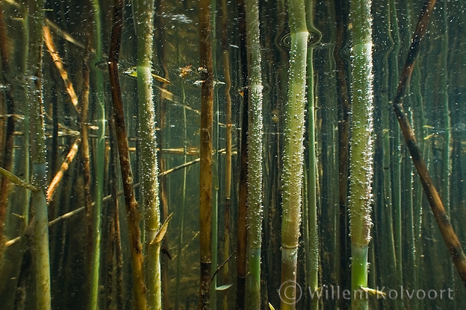 Common Reed ( Phragmites australis )