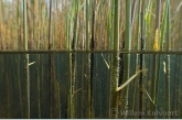 Riet ( Phragmites australis ).